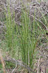 Broomsedge